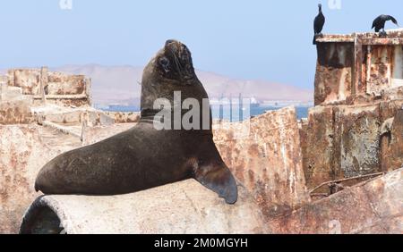 Un leone marino sudamericano maschio (Otaria flavescens) posa su una nave abbandonata coperta di guano a Pisco Bay, El Chaco, Paracas. Perù Foto Stock