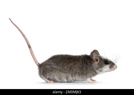 Carino mouse grigio con macchie bianche sulla testa, in piedi lateralmente con coda in su. Guardando avanti lontano dalla fotocamera. Isolato su sfondo bianco. Foto Stock