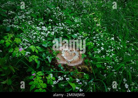Cuore di fiori di Woodruff dolce (Galium odoratum) su ceppo di albero in boschi decidiosi. Circondato da piante di legno dolce e edera. Foto Stock