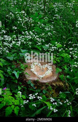 Cuore di fiori di Woodruff dolce (Galium odoratum) su ceppo di albero in boschi decidiosi. Circondato da piante di legno dolce e edera. Foto Stock