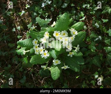 Grumo di primule Primula vulgaris, che cresce in ombra profonda sotto densi alberi di nocciolo. Foto Stock