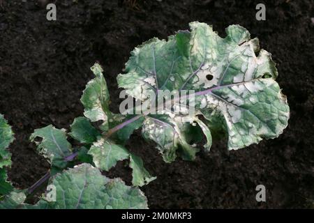 Foglia di Kale danneggiata da forte gelo gelando pioggia sulla superficie delle piante. Le foglie erano ricoperte da una fitta crosta di ghiaccio che richiedeva un po' di tempo per scongelarsi. Foto Stock