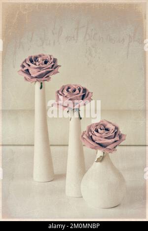 Three pale pink roses in three white vases with texture overlay Foto Stock