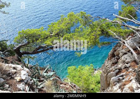 Splendida vista dalla scogliera al turchese mare Adriatico attraverso rami di alberi di conifere Foto Stock