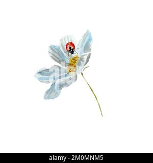 Daisy fiore ladybug rosso uno schizzo acquerello Foto Stock