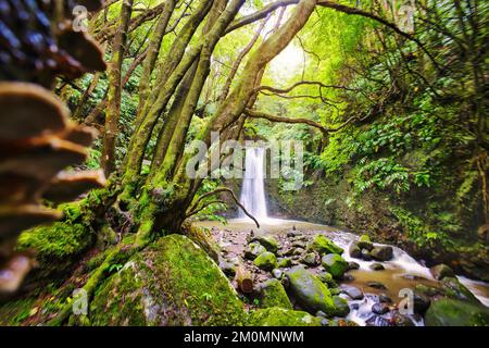 Salto fare Prego cascata perso nella foresta pluviale, isola Sao Miguel, Azzorre, Portogallo Foto Stock