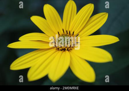 Gerusalemme gialla fiore di carciofo nel giardino, Girasole selvaggio con delicati petali e foglie verdi, fiori d'estate macro, bellezza Foto Stock