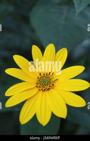 Gerusalemme gialla fiore di carciofo nel giardino, Girasole selvaggio con delicati petali e foglie verdi, fiori d'estate macro, bellezza Foto Stock