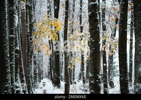 Maestoso vicolo innevato con le ultime foglie autunnali gialle. Pittoresca scena invernale. Fotografia di paesaggi Foto Stock