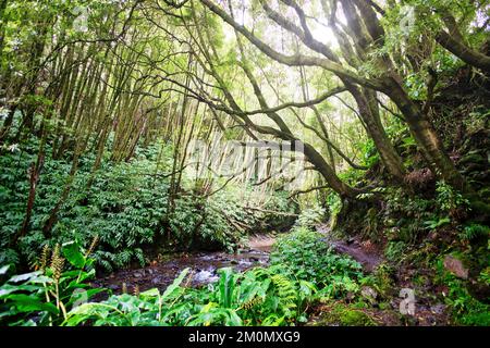 Sentiero che conduce attraverso la foresta pluviale vicino a Salto do prego sull'isola di Sao Miguel, Azzorre, Portogallo Foto Stock