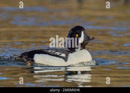 Barrow's Goldeneye (Bucephala islandica) Sacramento County California USA Foto Stock