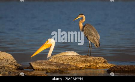 Un pellicano bianco (Pelecanus erythrorhynchos) che nuota da un grande airone blu (Ardea herodias). Fotografato a Eagle Lake nella contea di Lassen, California. Foto Stock