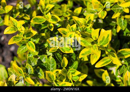 Ramo di Euonymus fortunei (nomi comuni mandrino o Fortune il mandrino, inverno superriduttore o wintercreeper), variegato cultivar 'Emerald 'n' Gold' vicino Foto Stock