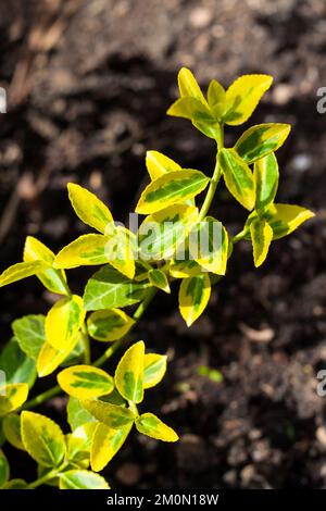 Ramo di Euonymus fortunei (nomi comuni mandrino o Fortune il mandrino, inverno superriduttore o wintercreeper), variegato cultivar 'Emerald 'n' Gold' vicino Foto Stock