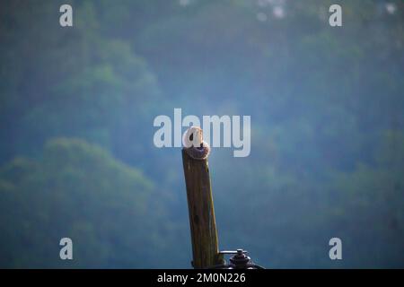 Uno scoiattolo in piedi sulla cima di un albero al mattino guardando giù un inferno Foto Stock