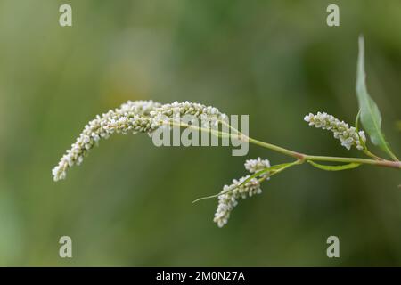 Erbaccia Persicaria lapathifolia cresce in un campo tra le colture agricole. Fioritura di Persicaria sp. - Una specie vegetale della famiglia del grano saraceno (Polygon Foto Stock