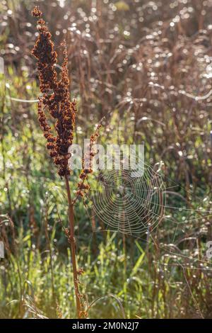 Forse Araneus diadematus / Garden Spider web su un Dock (? Rumex obtusifolius) catturato nella luce naturale di una fredda mattina di sole vicino ad un fiume. Foto Stock