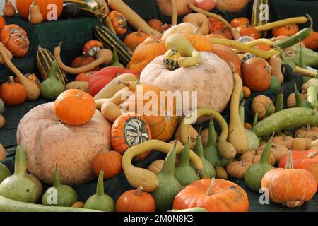 Una colorata esposizione di zucche e squash freschi. Foto Stock