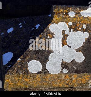 Natura Fotografia di lichene colonizzandolo s ospite geologico della pietra e della roccia, mostrante il modello casuale, la struttura, la forma, con una palletta di colore sottile Foto Stock