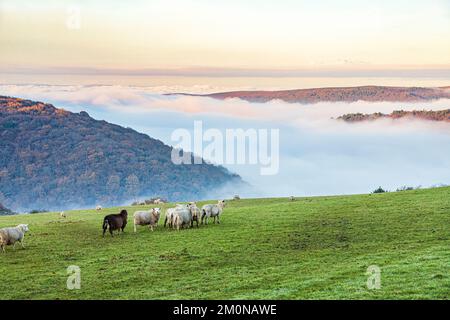 Pecore pascolano in un campo che si affaccia sulla valle piena di nebbia di Horner Water a Bossington Hill e Minehead North Hill su Exmoor a Cloutsham UK Foto Stock