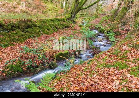 Il faggio d'autunno parte accanto al ruscello che attraversa Lilleycombe per raggiungere Weir Water al Robbers Bridge nel Parco Nazionale Exmoor vicino a Oare, Somerset UK Foto Stock