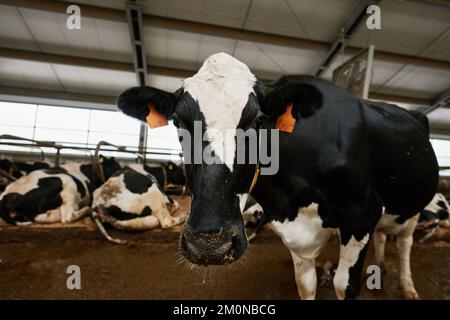 Ritratto di vacca domestica in bianco e nero che guarda la macchina fotografica in piedi in stalla in moderno cowshed per la crescita di vacche da latte Foto Stock