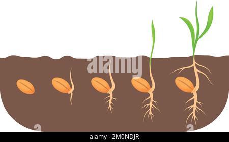 Fasi crescenti di seme. Process di crescita della pianta in suolo isolato su sfondo bianco Illustrazione Vettoriale