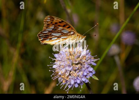 Piccola farfalla di madreperla con ali chiuse che si siedono su fiori viola-blu visti sul lato destro Foto Stock