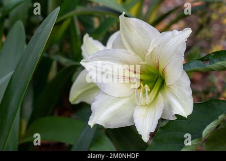 Primo piano di bianco con delicate linee rosse ibrido fiore amaryllis fioritura in giardino all'aperto con sfondo naturale Foto Stock