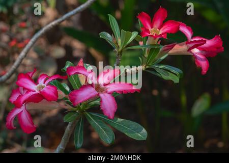 Vista in primo piano dei fiori bianchi rossi e rosa luminosi dell'adenium obesum, aka deserto, sono cresciuti all'aperto nel giardino tropicale Foto Stock