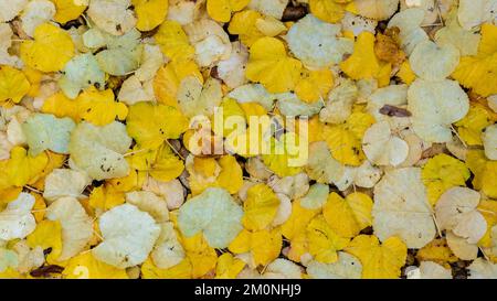 Vista in primo piano delle foglie dorate di tiglio sul terreno in autunno Foto Stock
