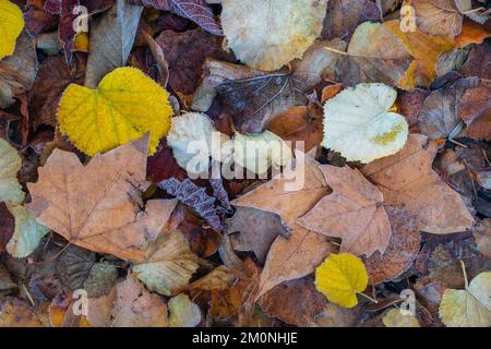 Vista da vicino delle colorate foglie autunnali cadute con brina di zoccoli Foto Stock