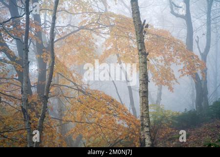 Una betulla argentata soletta spicca nel bosco aggrovigliato del Parco della Foresta di Chevin, circondato dal colore autunnale in una nebbia di novembre mattina. Foto Stock