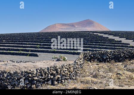 Terrazze di vino fatte di roccia lavica, sullo sfondo estinto cono vulcanico eroso, Lanzarote, Isole Canarie. Spagna Foto Stock