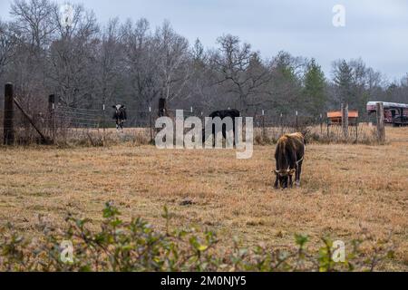 Alcune mucche miste a grandezza naturale alcune con corna che pascolano tranquillamente nel campo in una fattoria in un giorno di pioggia overcast all'inizio dell'inverno Foto Stock