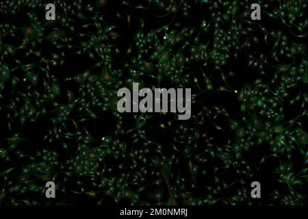 Microfilamenti, nuclei e mitocondri in fibroblasti di cellule endoteliali di arteria polmonare bovina Foto Stock