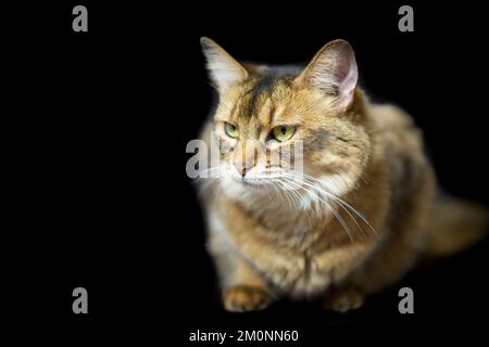 Gatto somalo su sfondo nero Foto Stock