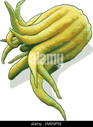 Citrus medica sarcodactylis, il citron con le dita, chiamato pompelmo di Buddha in molte lingue, tra cui inglese, cinese (佛手柑), giapponese (仏手柑) Foto Stock