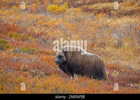 Muskox (Ovibos moschatus) toro solitario / maschio sulla tundra in autunno / autunno, Dovrefjell–Sunndalsfjella Parco Nazionale, Norvegia Foto Stock