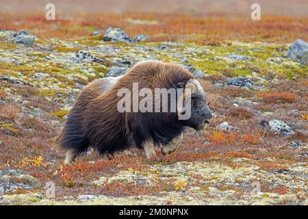 Muskox (Ovibos moschatus) toro solitario / maschio sulla tundra in autunno / autunno, Dovrefjell–Sunndalsfjella Parco Nazionale, Norvegia Foto Stock