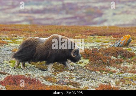 Muskox (Ovibos moschatus) toro solitario / maschio sulla tundra in autunno / autunno, Dovrefjell–Sunndalsfjella Parco Nazionale, Norvegia Foto Stock