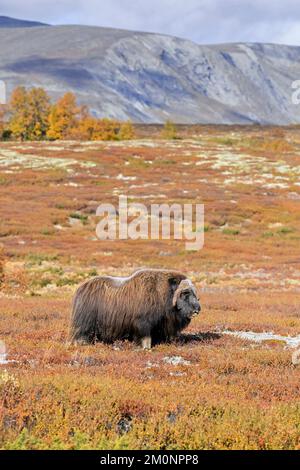 Muskox (Ovibos moschatus) toro solitario / maschio sulla tundra in autunno / autunno, Dovrefjell–Sunndalsfjella Parco Nazionale, Norvegia Foto Stock