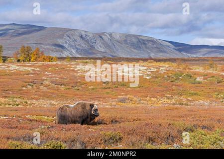 Muskox (Ovibos moschatus) toro solitario / maschio sulla tundra in autunno / autunno, Dovrefjell–Sunndalsfjella Parco Nazionale, Norvegia Foto Stock