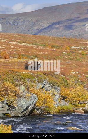 Muskox (Ovibos moschatus) toro solitario / maschio sulla tundra in autunno / autunno, Dovrefjell–Sunndalsfjella Parco Nazionale, Norvegia Foto Stock