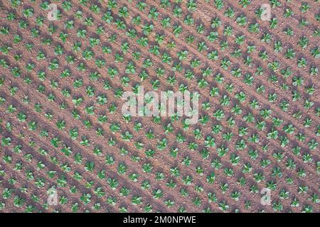 Vista aerea sul campo di cavolo bianco che mostra file di cavoli olandesi (Brassica oleracea convar. capitata var. alba) in estate Foto Stock