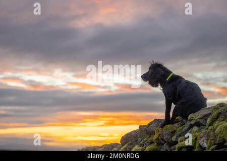 Lauder, Regno Unito. 07th Dec, 2022. Lauder Moor, Scottish Borders, Scotland, UK UK Scotland Weather. Buddy, il cocker spaniel funzionante, siede su un muro di una diga di pietra a secco e si affaccia sull'incantevole alba mattutina a Lauder More, confini scozzesi. Picture Credit: phil wilkinson/Alamy Live News Foto Stock