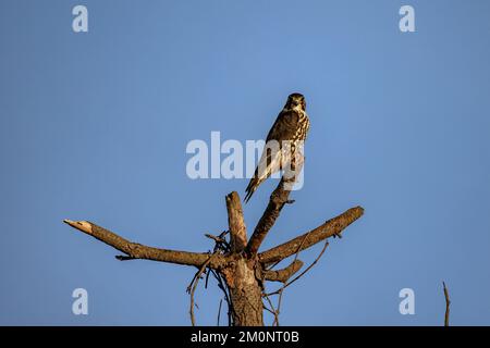 Un hobby eurasiatico, Falco subbuteo arroccato su un albero. Foto Stock