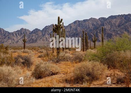 Gigantesca foresta di cactus nel deserto di sonora Foto Stock