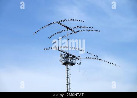 Uccelli raccolti: Un gregge di molti piccioni appollaiati su un'antenna televisiva Foto Stock