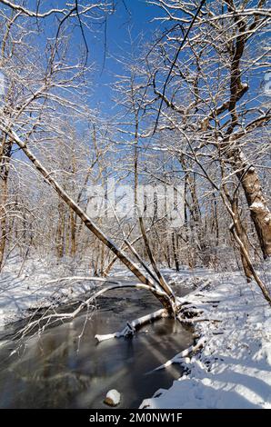Il torrente Hammel scorre nel fiume DuPage subito a valle di questo luogo, la Riserva della Foresta di Hammel Woods, Will County, Illinois Foto Stock